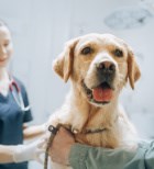 טיפול ציפורניים לכלבים - תמונת המחשה